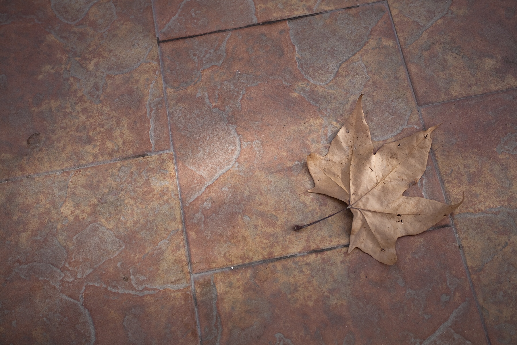 Colaboração com Catarina Vale